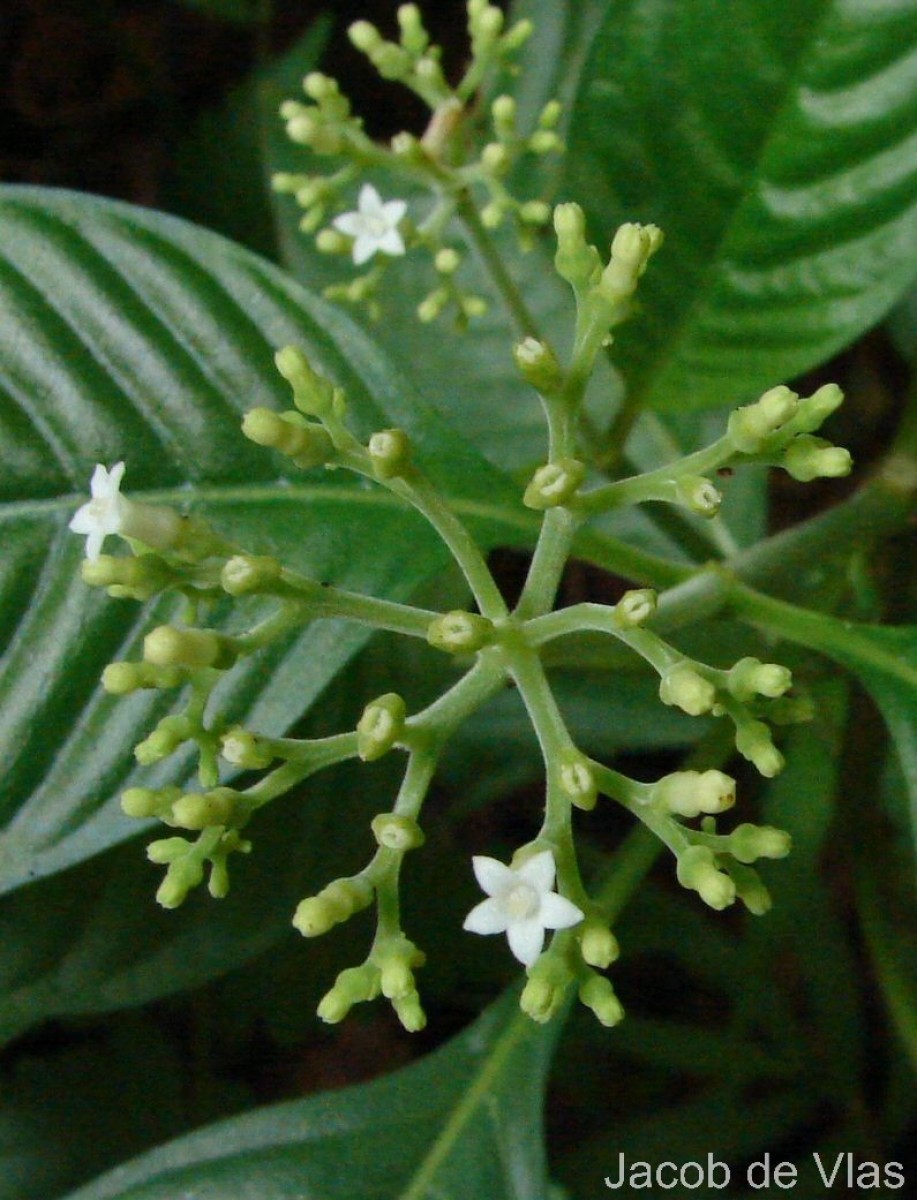 Ophiorrhiza mungos L.